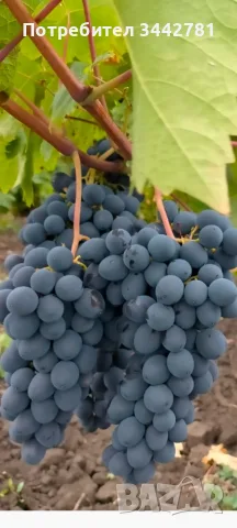  продавам грозде молдова 