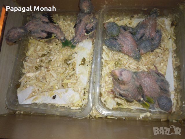 Ръчно хранени папагали Монах, снимка 7 - Папагали - 40634171