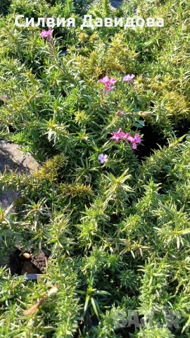 декоративни храсти и растения, снимка 16 - Градински цветя и растения - 51517818