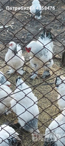 яица за люпене от Колумбийска брама , снимка 2 - Кокошки и пуйки - 53752261