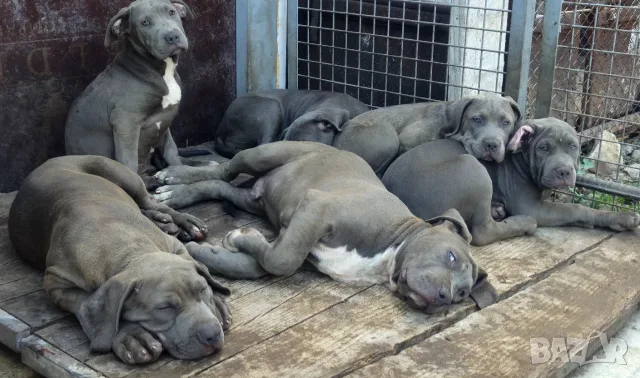ТОП ЦЕНА!!!Американско були Хл American Bully Xl , снимка 3 - Други - 56049296