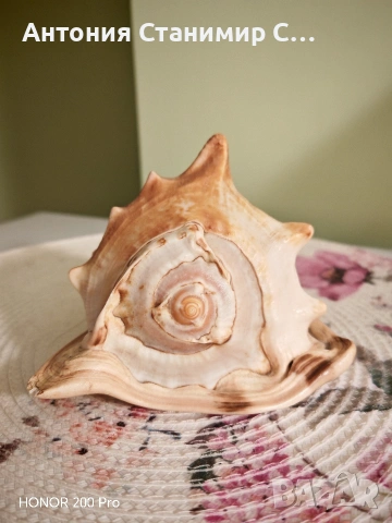 Рапан за декорация , снимка 5 - Други - 53697939