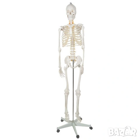 Макет на човешки скелет / Пластмасов анатомичен учебен скелет - 180 см, снимка 4 - Медицински консумативи - 53518464