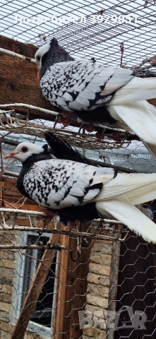 Продавам Нюмберски гълъби, снимка 7 - Гълъби - 52589187