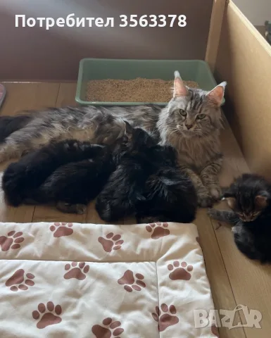 Maine coon чистокръвни, снимка 10 - Мейн кун - 56132815