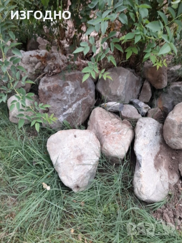 25€ НАИСТИНА БОЯНСКИ КАМЪНИ, снимка 2 - Градински цветя и растения - 53431818
