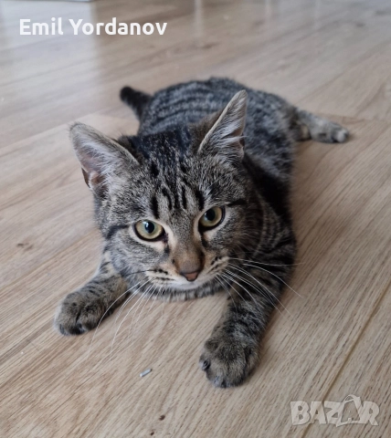 СПЕШНО! Мъжко котенце на около 5 месеца, снимка 12 - Други - 52695271