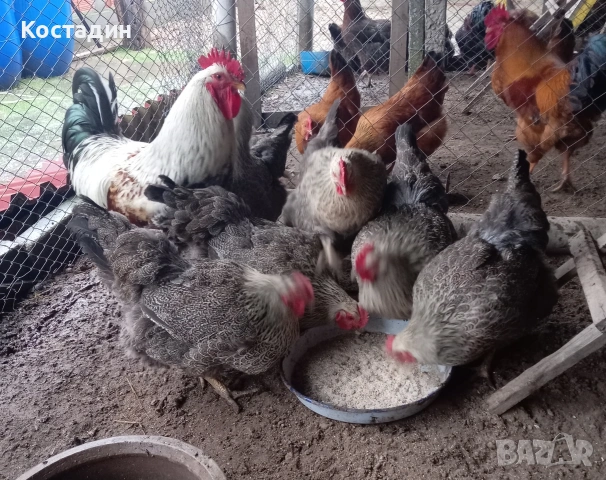 Разподни яйца от катунска кокошка Сребърна линия Разподни яйца от катунска кокошка Сребърна линия , снимка 9 - Кокошки и пуйки - 53273408