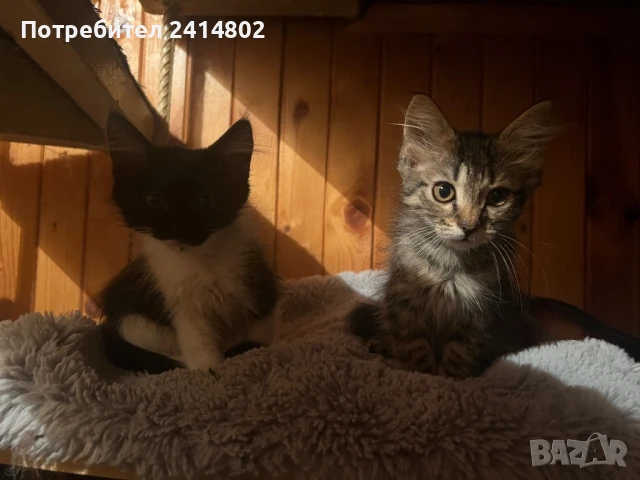 Подарявам 4 малки котенца, снимка 1