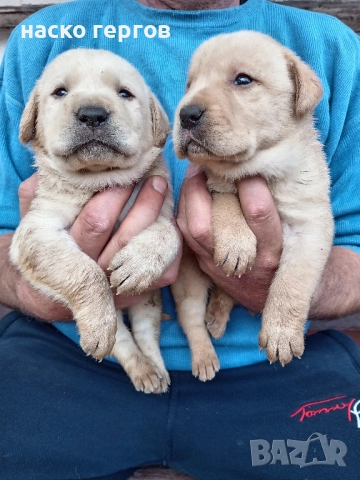 перфектни лабрадори