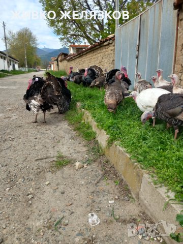 ПРОДАВАМ ДОМАШНИ ПУЙКИ И ЯЙЦА, снимка 9 - Кокошки и пуйки - 40014157