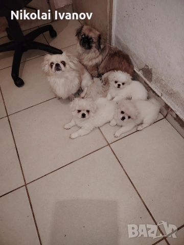 Бели пекинезчета на 60 дни 