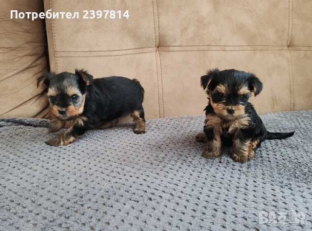 Йоркширски териер , снимка 8 - Йоркширски териер - 53610267