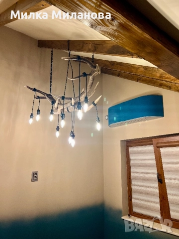 Полилей от рога от елен, снимка 2 - Полилеи - 51739963