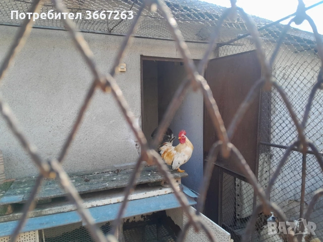  японско петле - шабо, снимка 2 - други­ - 53704413