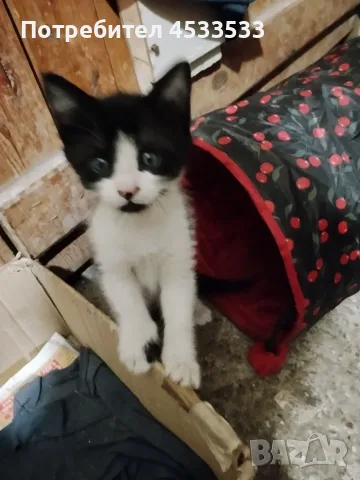 Подарявам котенца, снимка 10 - Други - 55933996