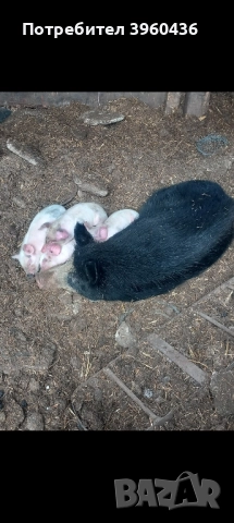 продавам бременна свиня 