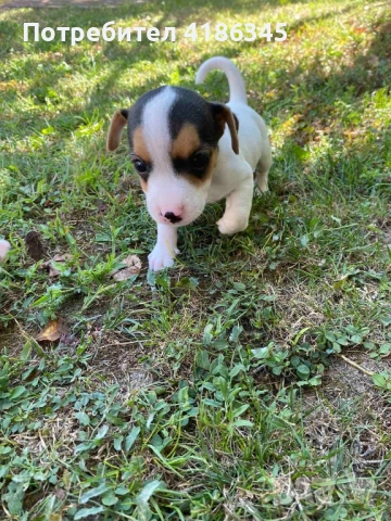 Джак Ръсел кучета, снимка 1