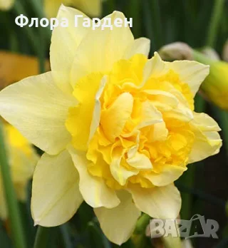 Луковици НАРЦИС, снимка 3 - Градински цветя и растения - 56336423