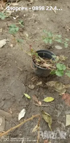 Пълзяща къпина Creeping Bramble, снимка 4 - Разсади - 48346799