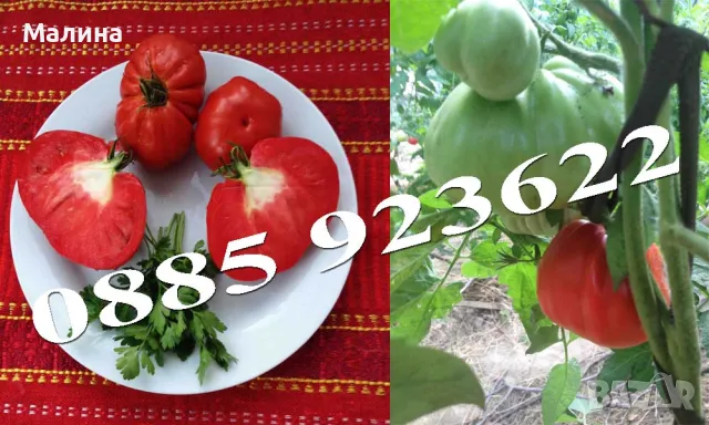 Био Семена Домати Стари Селски Сортове, Пипер, Чери Домати, Тютюн, Пъпеш, снимка 5 - Сортови семена и луковици - 39722488