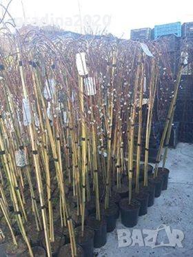   Плачеща върба (Salix caprea 'Kilmarnock'), снимка 4 - Разсади - 35828345