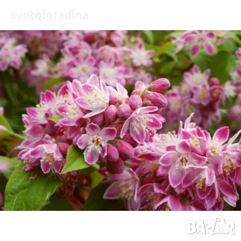 Deutzia hybrida Strawberry Fields Дойция Ягодова ливада, снимка 1 - Градински цветя и растения - 49085297