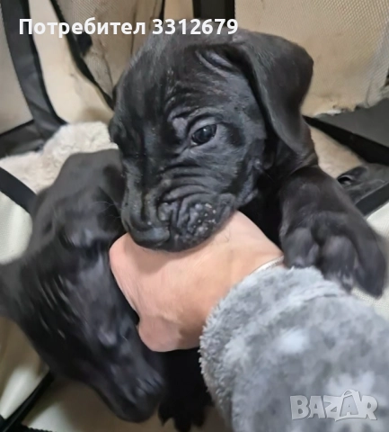 Немски дог - бебета, снимка 2 - Немски дог - 52621505