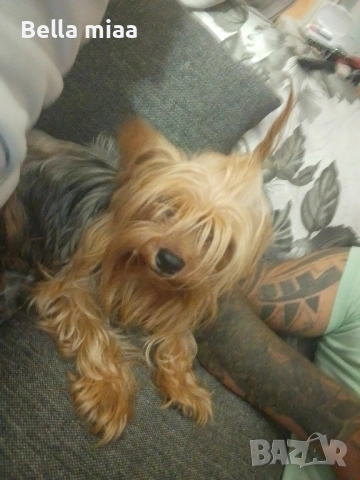 йорки, снимка 2 - Йоркширски териер - 52446737