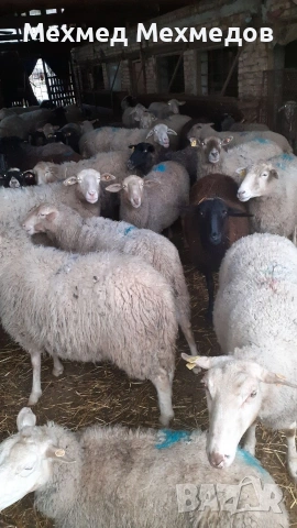 Продавам агнета, кочове и овце, снимка 6 - Овце - 53519683