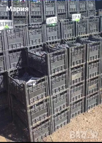 ТОП ЦЕНА! Грозде за вино и ракия