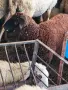 ПРОДАВАМ АГНЕТА , снимка 1
