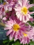 💜🌿🩷 Високостеблени хризантеми , снимка 12