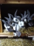 Продавам зайци  Пеперуди, снимка 3