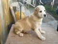 Алабай (Средно Азиатска овчарка), снимка 5