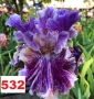 Сортови вискоки ириси /брадати ириси, снимка 13