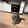Син британец British Shorthair – 9 месеца, снимка 6