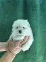 Малък шпиц момче , снимка 1