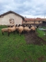 Продавам 30 бр плевенски черноглави овце , снимка 4