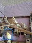 Продавам папагали корела   , снимка 1 - Папагали - 38671920
