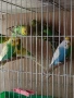 вълнисти папагали , снимка 2