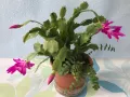 Коледниче/schlumbergera снимки от 21.01.2025, снимка 7