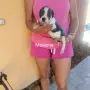 Сини питбулчета 3 момичета и 1 момче!, снимка 4