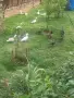 Продавам патета Мандаринки и Червенокрили барнета., снимка 6