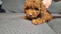 пуделчета той/ момче и момиче/toy poodle, снимка 1