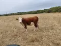 Хелефорд се продава , снимка 1