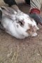 продаваме зайци домашни, снимка 1 - Други - 41483097