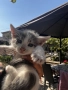 Подарявам малки котенца на 1 месец, снимка 9