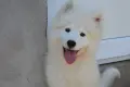 самоед момиченце, снимка 1
