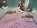 цихли peacock bass, снимка 7
